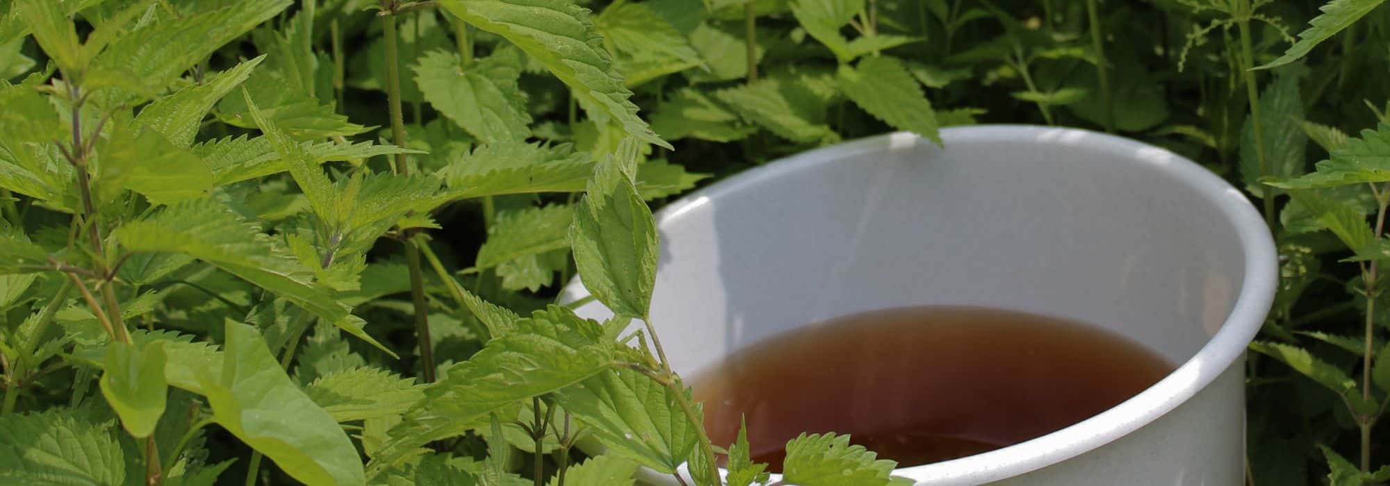 Decocción y purín en el jardín: ¿en qué se diferencian y por qué usarlos?