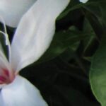 7 Gladiolos de florescencia excepcional para alegrar el jardín