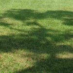 ¡Sombra densa o ligera: los árboles que necesitas!