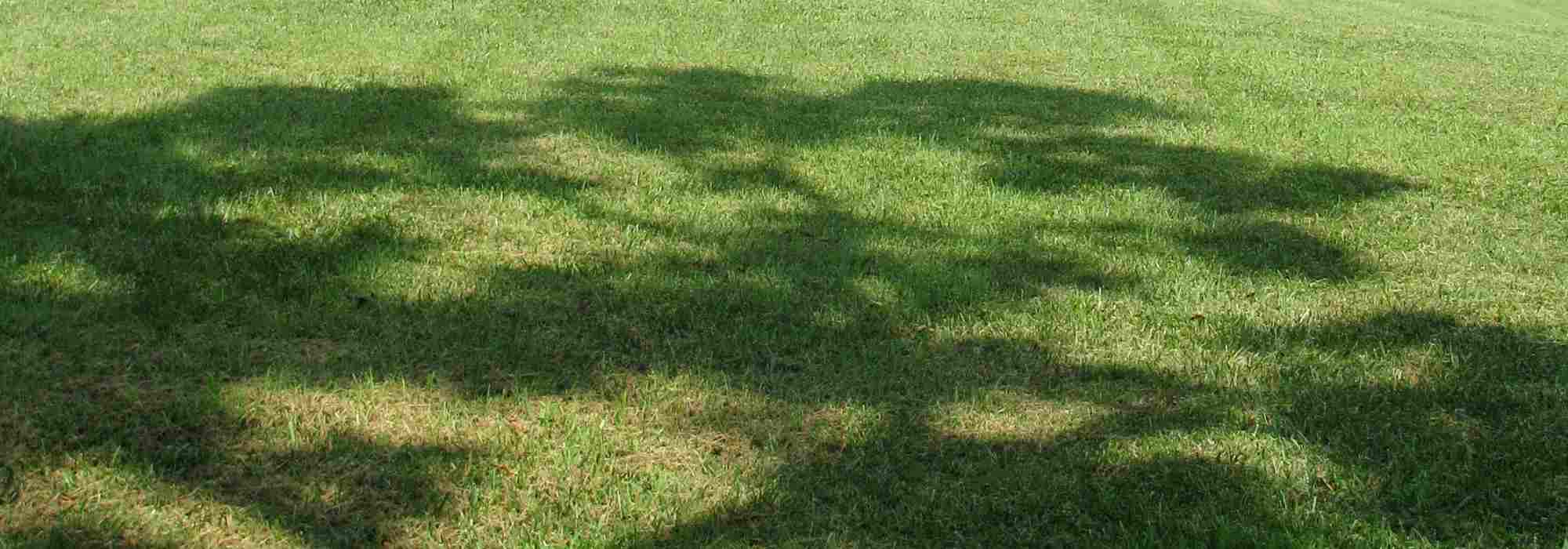 ¡Sombra densa o ligera: los árboles que necesitas!