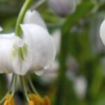 7 lirios de flores blancas para un jardín elegante