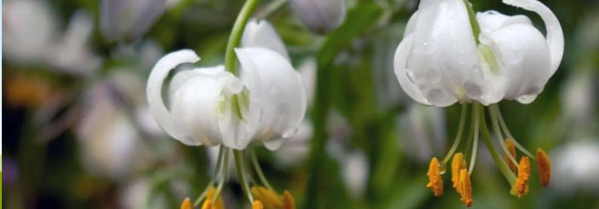 7 lirios de flores blancas para un jardín elegante