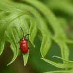 ¿Cómo proteger tus lirios de las enfermedades y de los parásitos?