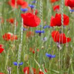 Todo lo que necesitas saber sobre las mesicola, flores de los sembrados