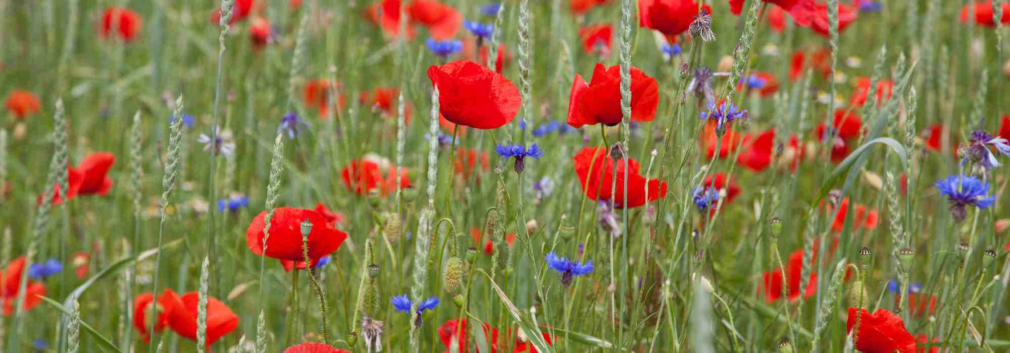 Todo lo que necesitas saber sobre las mesicola, flores de los sembrados
