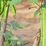 Cultivo fácil y delicioso: el espárrago, una verdura que descubrir