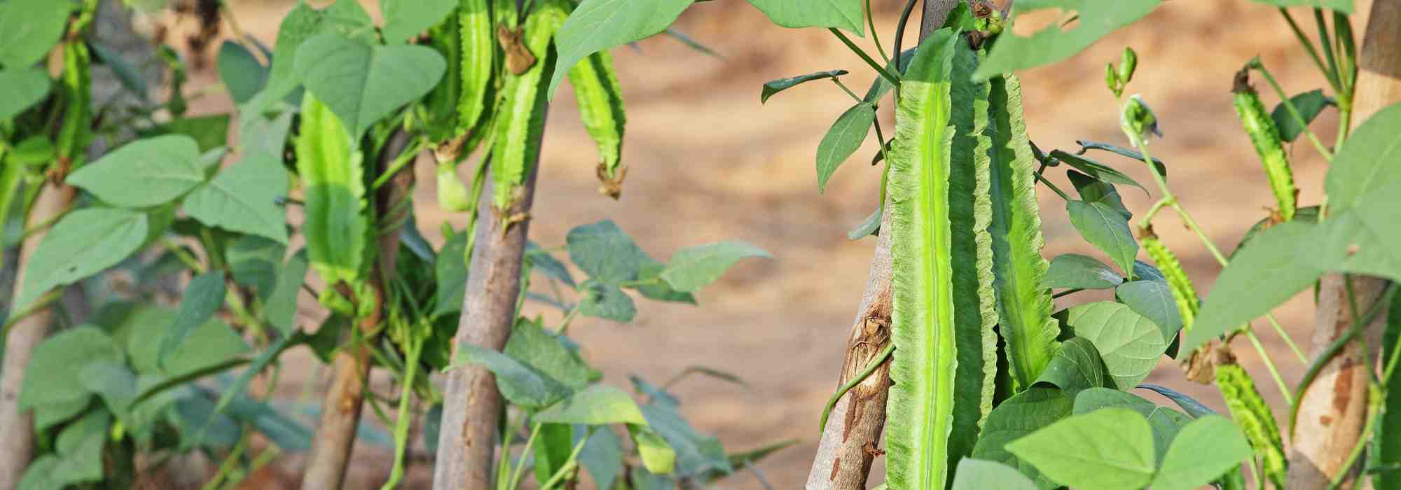 Cultivo fácil y delicioso: el espárrago, una verdura que descubrir