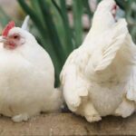 Parásitos de las gallinas: identificarlos, tratarlos y prevenir su aparición