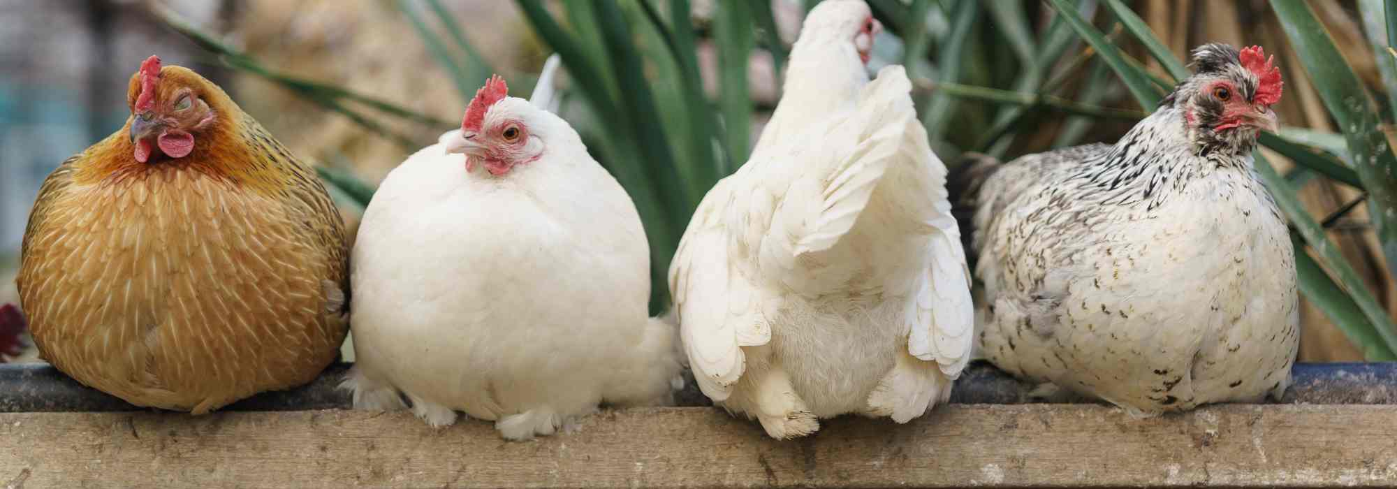 Parásitos de las gallinas: identificarlos, tratarlos y prevenir su aparición