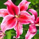 ¿Por qué mis lirios no florecen?