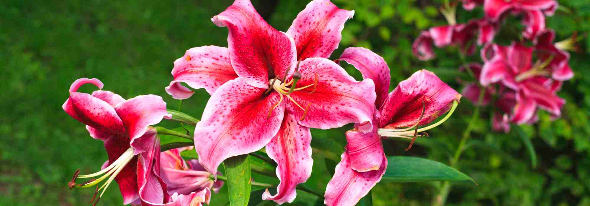 ¿Por qué mis lirios no florecen?