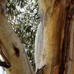 Las plantas pirófitas, esos fascinantes vegetales que se adaptan al fuego