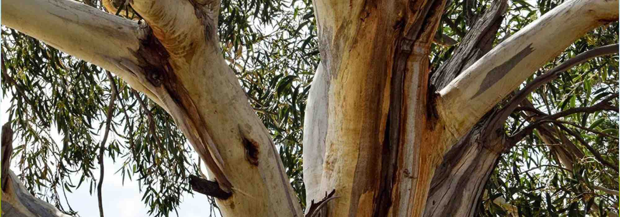 Las plantas pirófitas, esos fascinantes vegetales que se adaptan al fuego