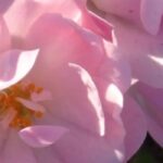 Rosales: descubre 6 variedades infalibles