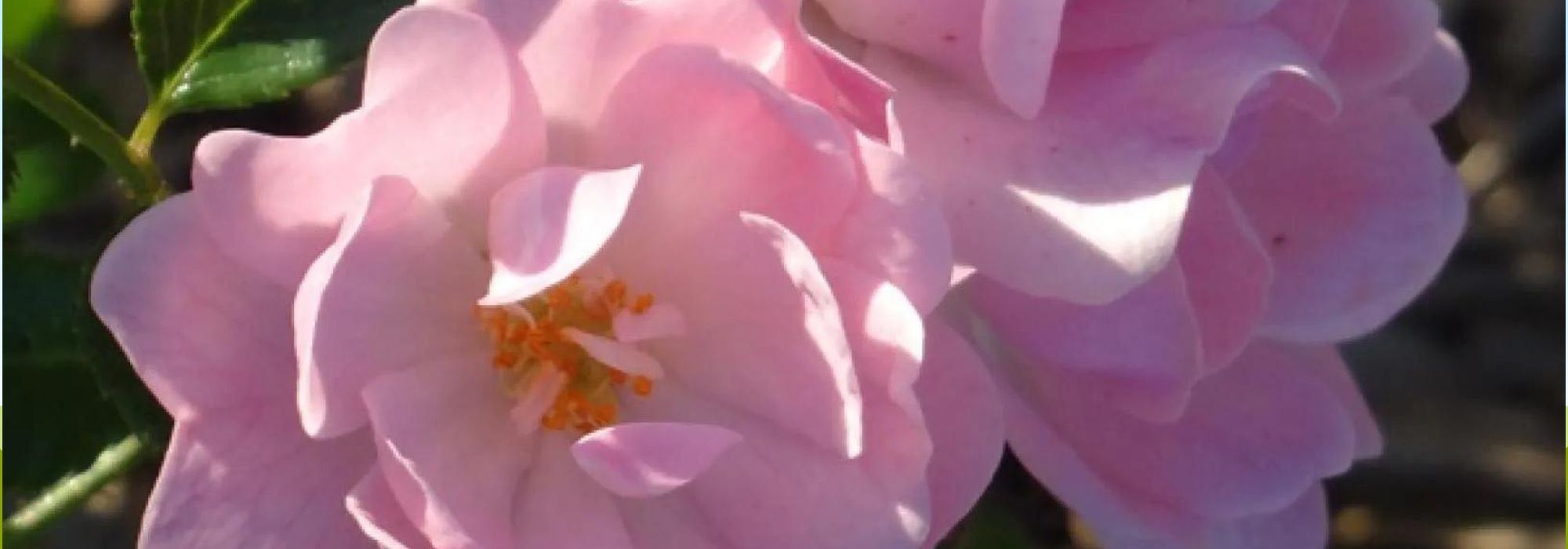 Rosales: descubre 6 variedades infalibles