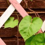 Tutores y soportes para plantas: todo lo que necesitas saber para elegirlos bien