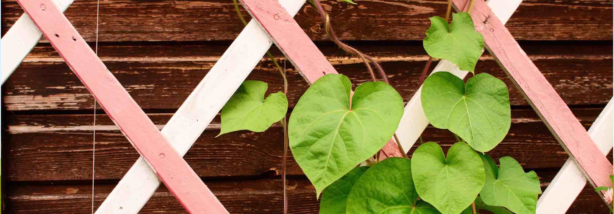 Tutores y soportes para plantas: todo lo que necesitas saber para elegirlos bien