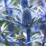 Las plantas xerófilas, vegetales adaptados a la Sequía