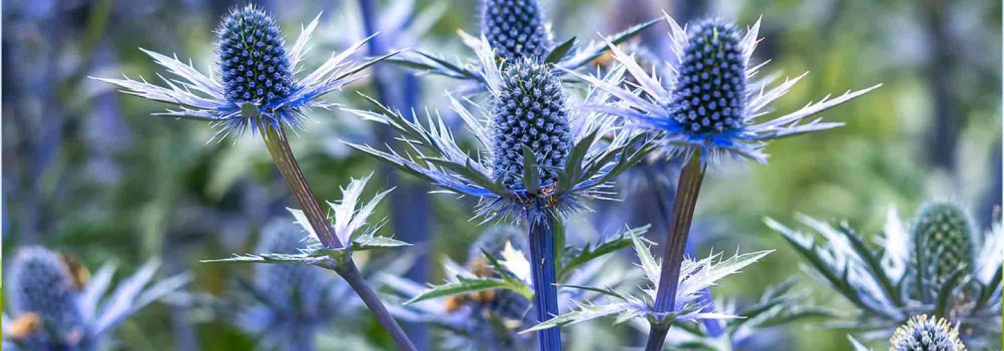 Las plantas xerófilas, vegetales adaptados a la Sequía