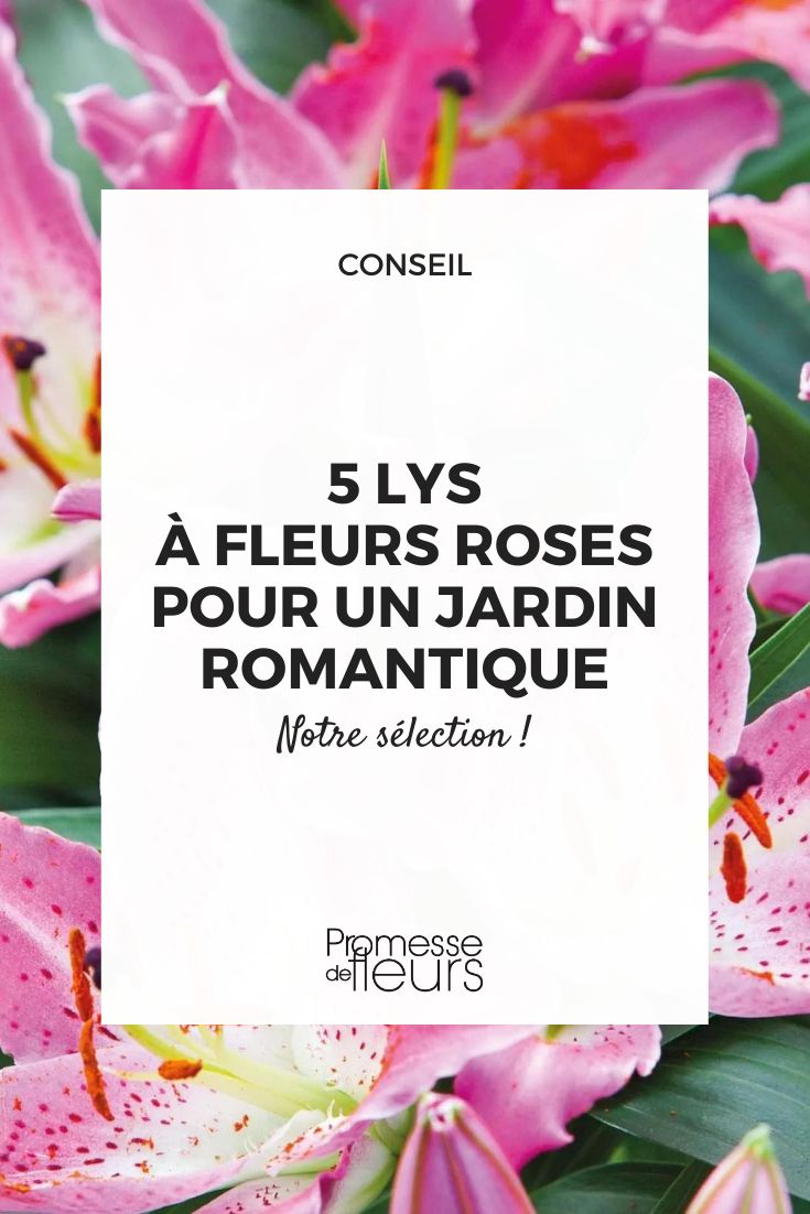 Aquí tienes la traducción al español del texto "lys Josephine":

"lirio Josephine"

(Nota: "lys" es el término francés para "lirio" en español, y Josephine se mantiene como nombre propio sin traducción)