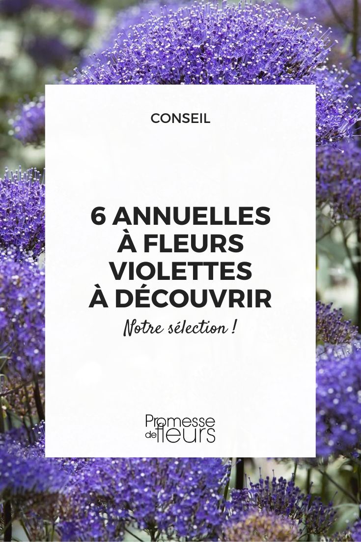 Trachelium caeruleum (sin cambios, ya que es el nombre científico de la planta)