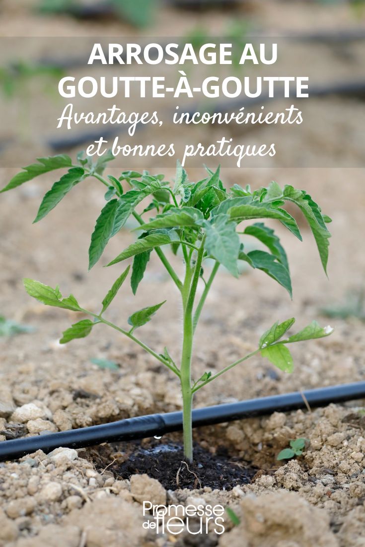 tubo de riego por goteo en el jardín