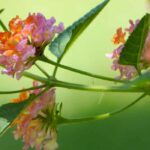 7 bonitas ideas para asociar las Lantana