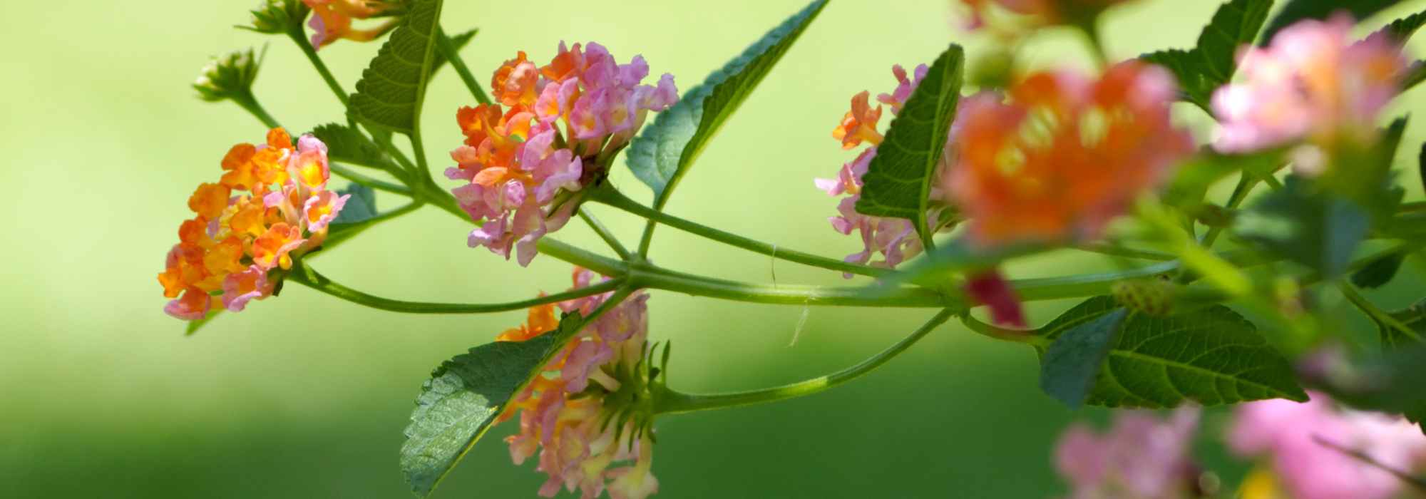 7 bonitas ideas para asociar las Lantana