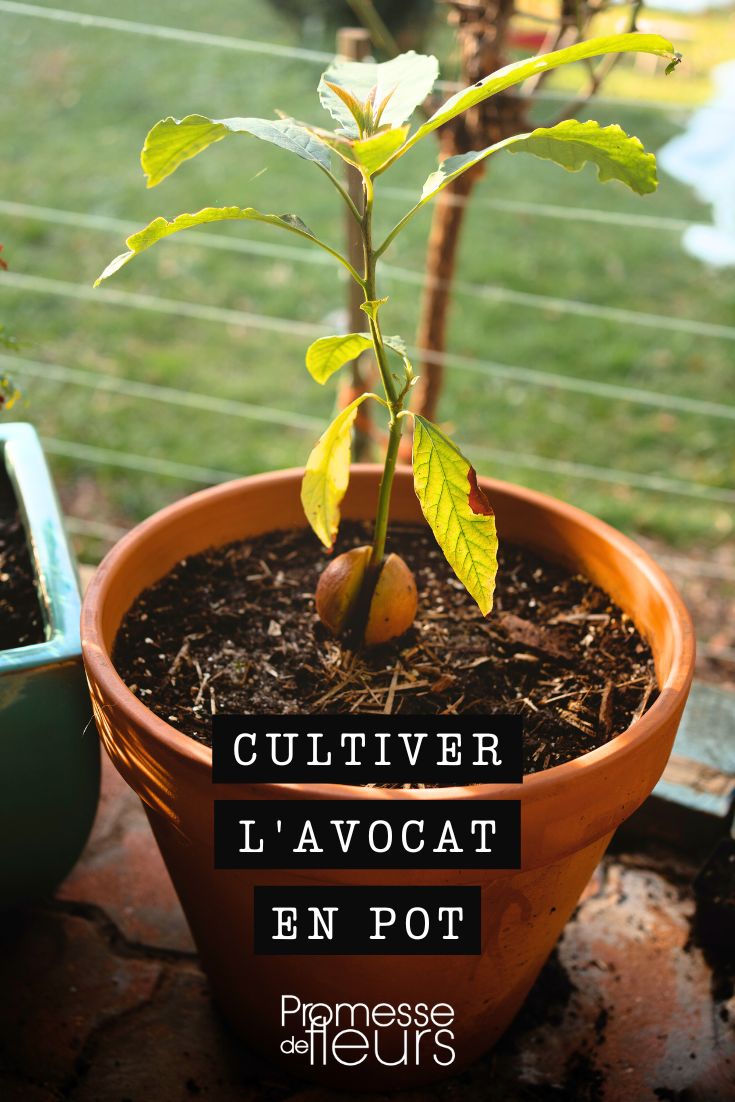cultivo del aguacate en maceta