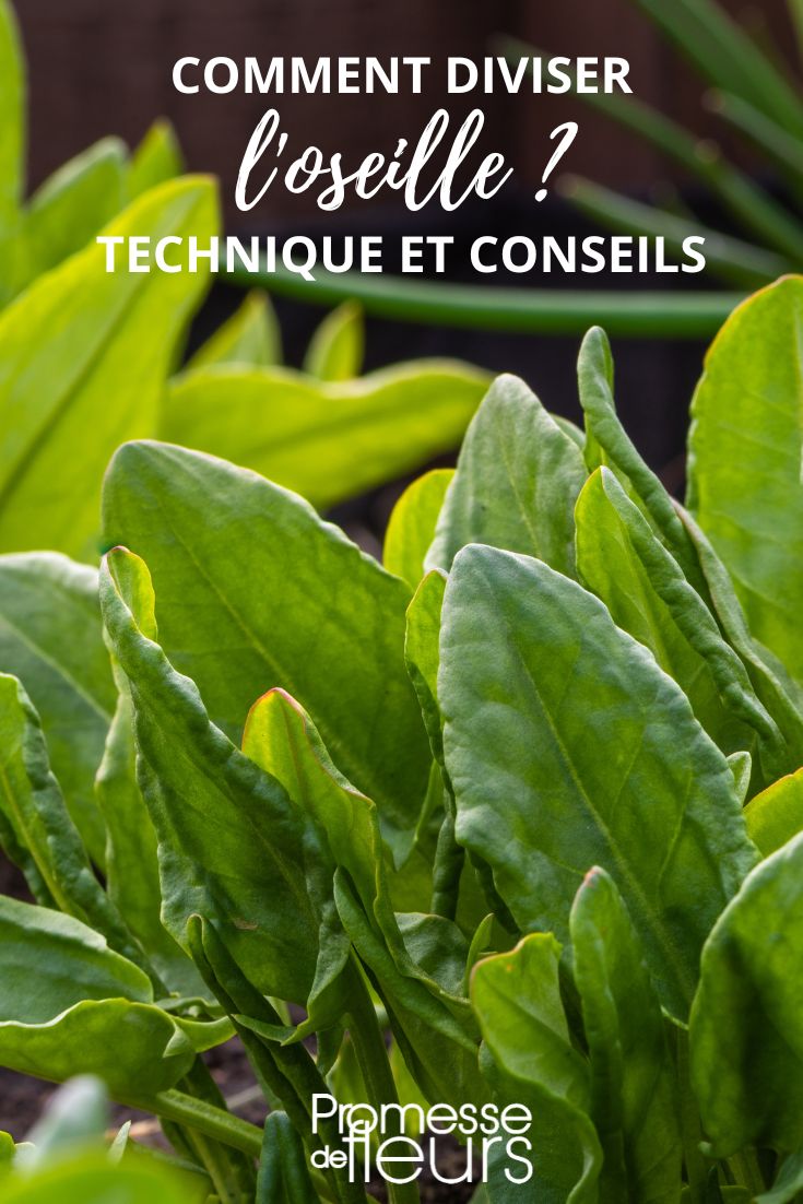 multiplicar la acedera