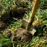 ¿Cuándo y cómo incorporar los abonos verdes?