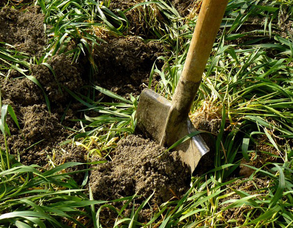 ¿Cuándo y cómo incorporar los abonos verdes?