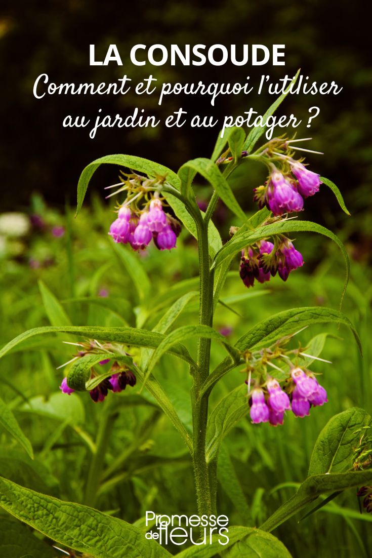 el uso de la consuelda