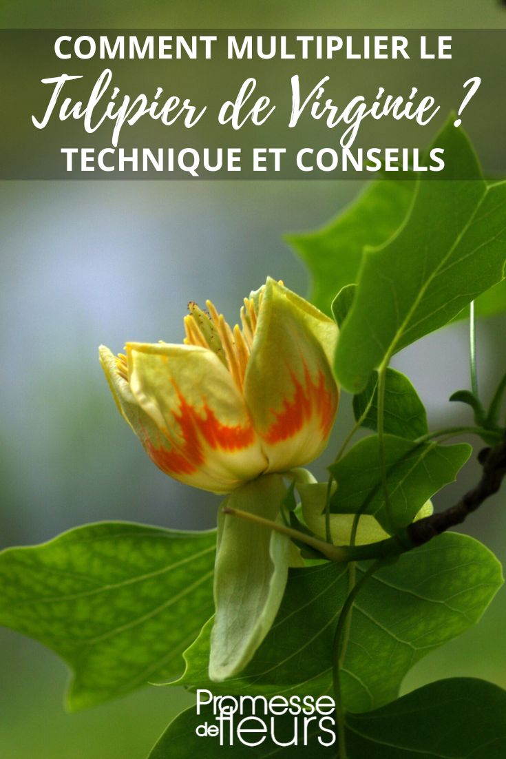 flor del tulipero de Virginia