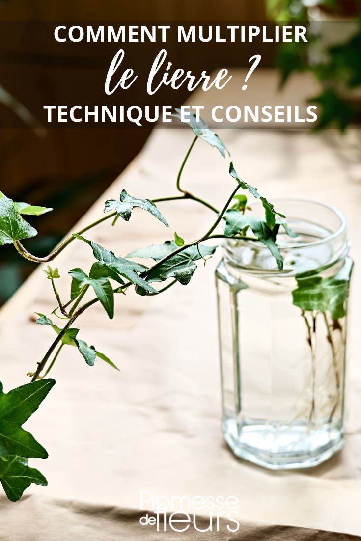 cómo esquejar la hiedra