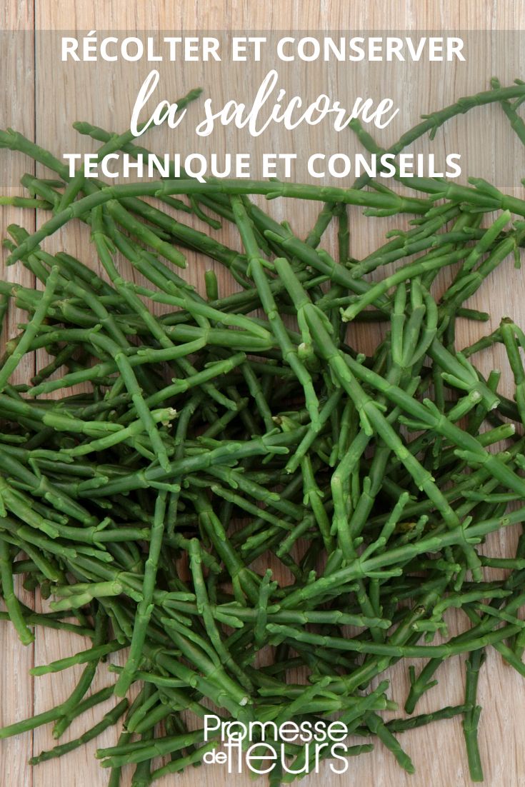 cultivar la salicornia