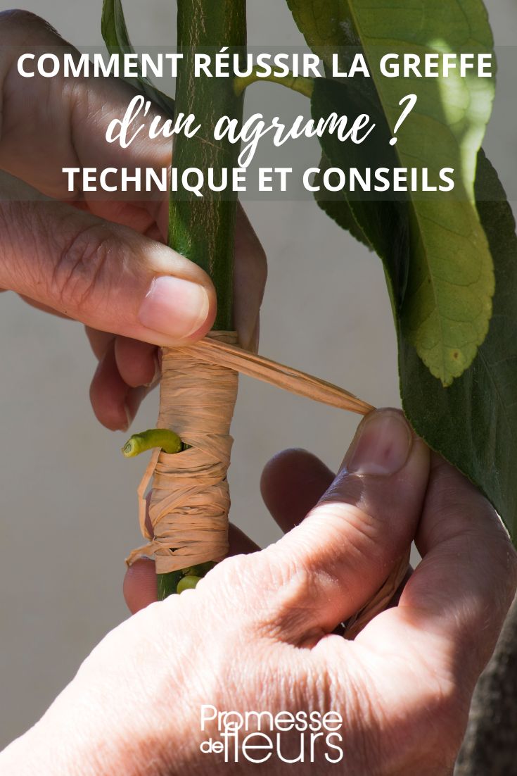 injertar un cítrico