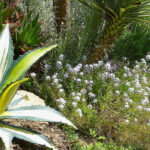 Adaptarse al cambio climático: las plantas y prácticas a adoptar en el jardín