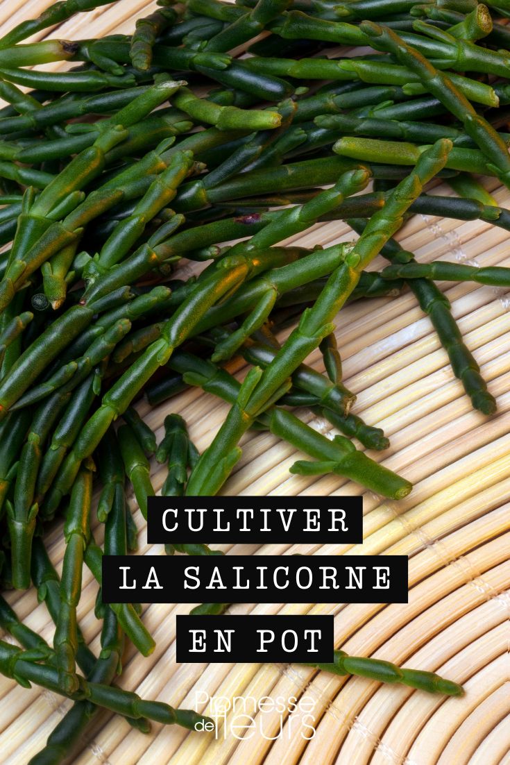 cultivar salicornia en maceta