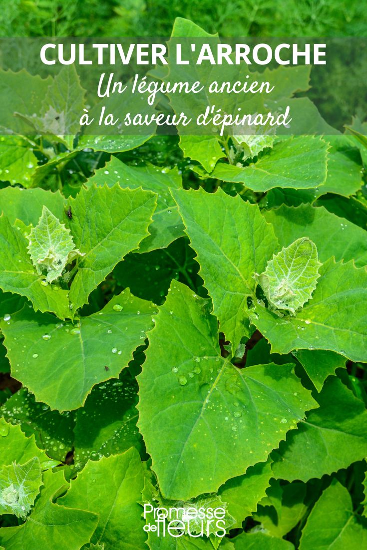 espinaca de Nueva Zelanda