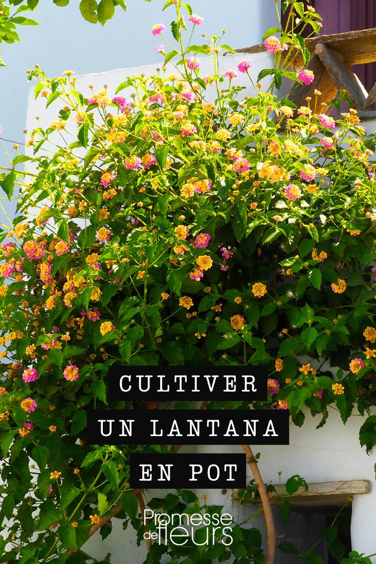 Lantana