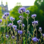 ¿Cuándo y cómo sembrar los abonos verdes?