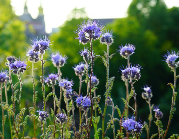 ¿Cuándo y cómo sembrar los abonos verdes?