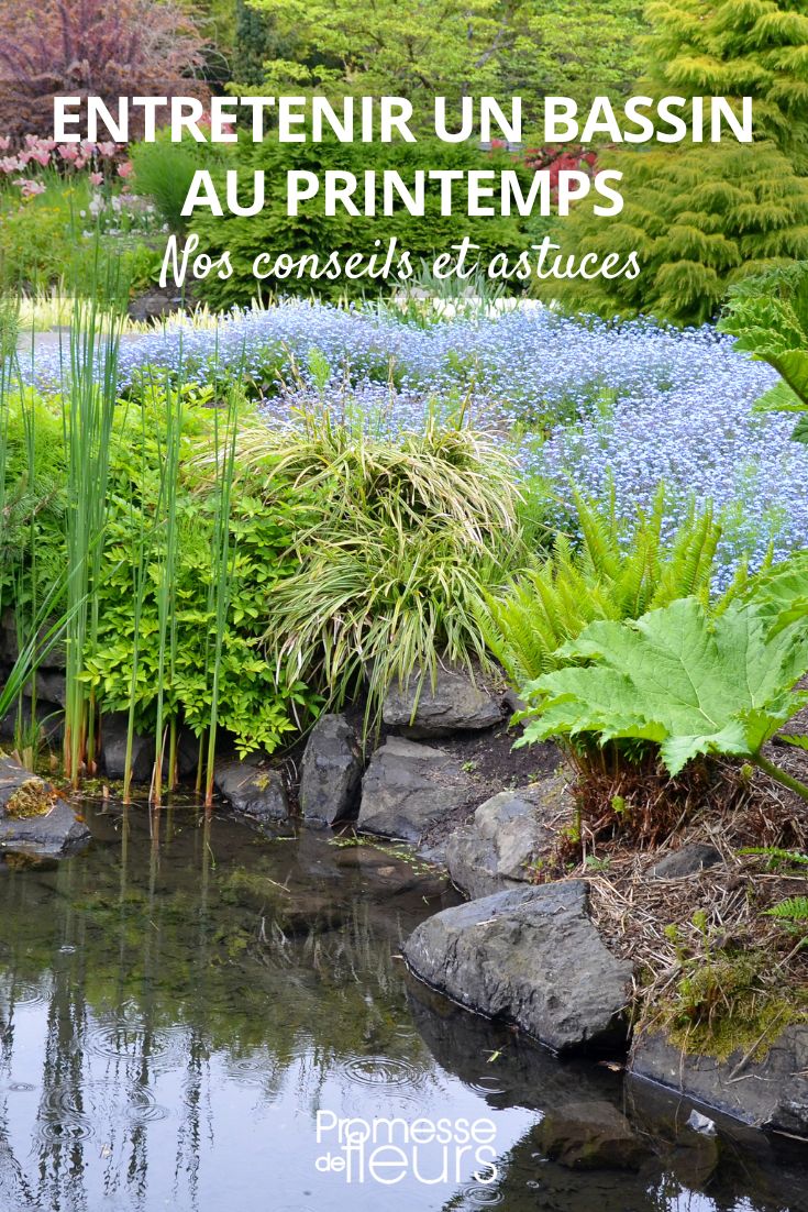 ¿Qué hacer en tu estanque en primavera?