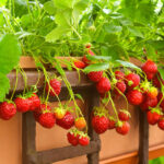 Las mejores ideas para ganar espacio y cultivar fresas
