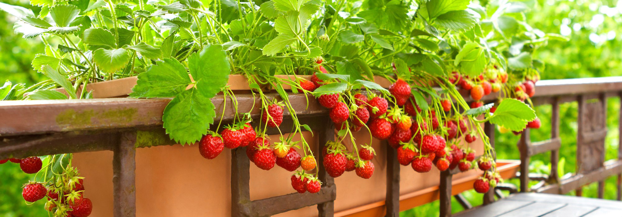 Las mejores ideas para ganar espacio y cultivar fresas