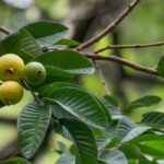 Descubre 5 frutales exóticos para cultivar en Francia