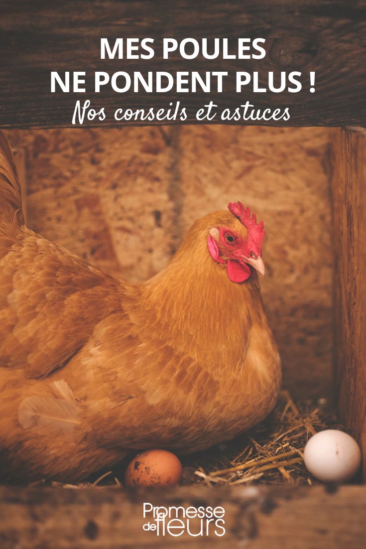 mi gallina ya no pone huevos