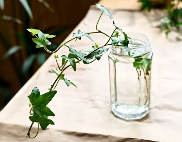 ¿Cómo multiplicar el hiedra?