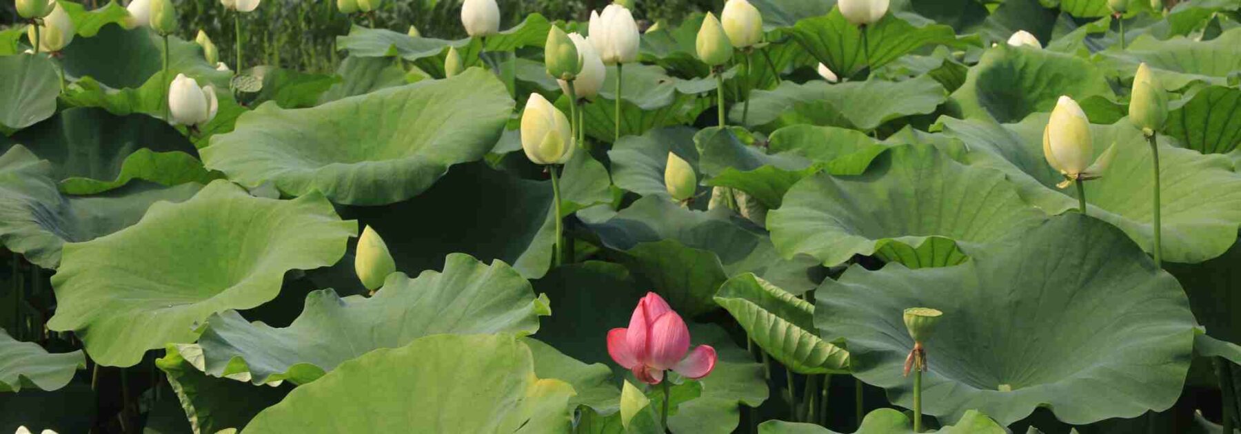 Nelumbo - Loto: plantar, cultivar y cuidar